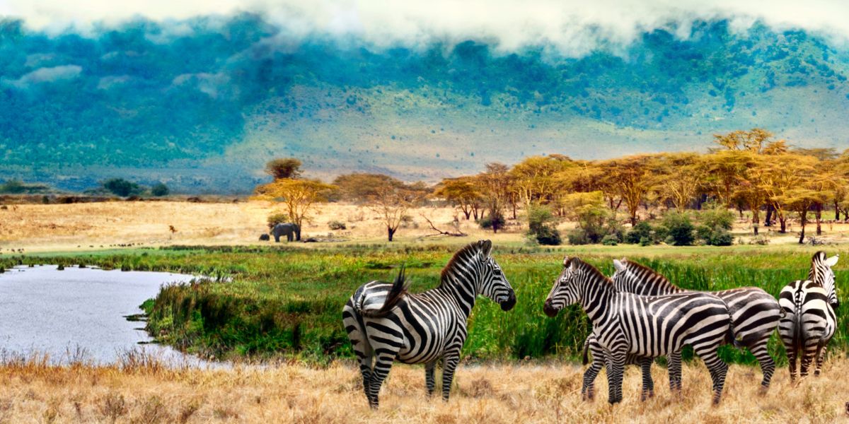 Zebras in Ngorongoro Crater